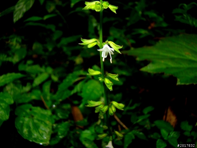 2012-8-26-27天秤二度來襲前(阿里山茶鄉之旅)
