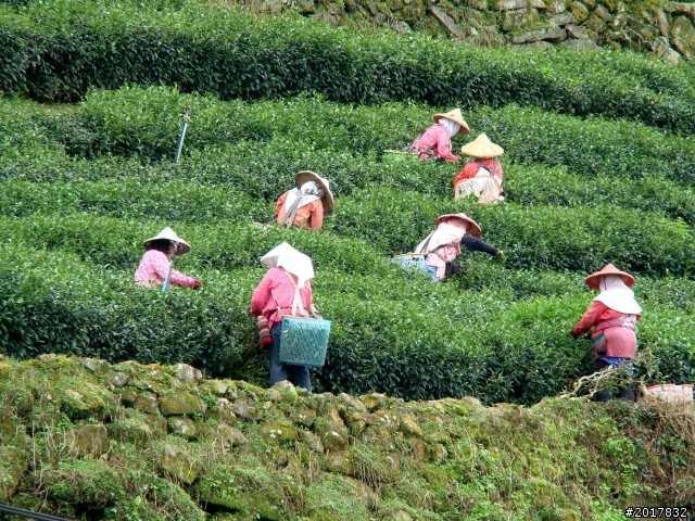2012-8-26-27天秤二度來襲前(阿里山茶鄉之旅)