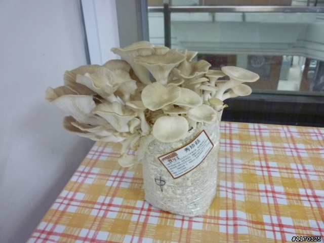 養個菇而已~~(11/29)