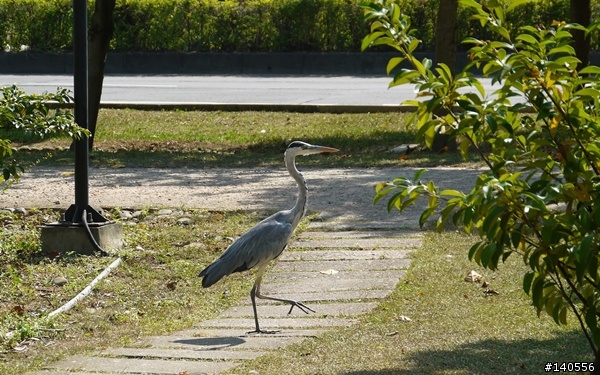 遊記「八德埤塘生態公園」...