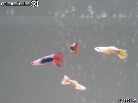 超新手踏上養魚水族不歸路,而且第一步就到後段~~~驚驚