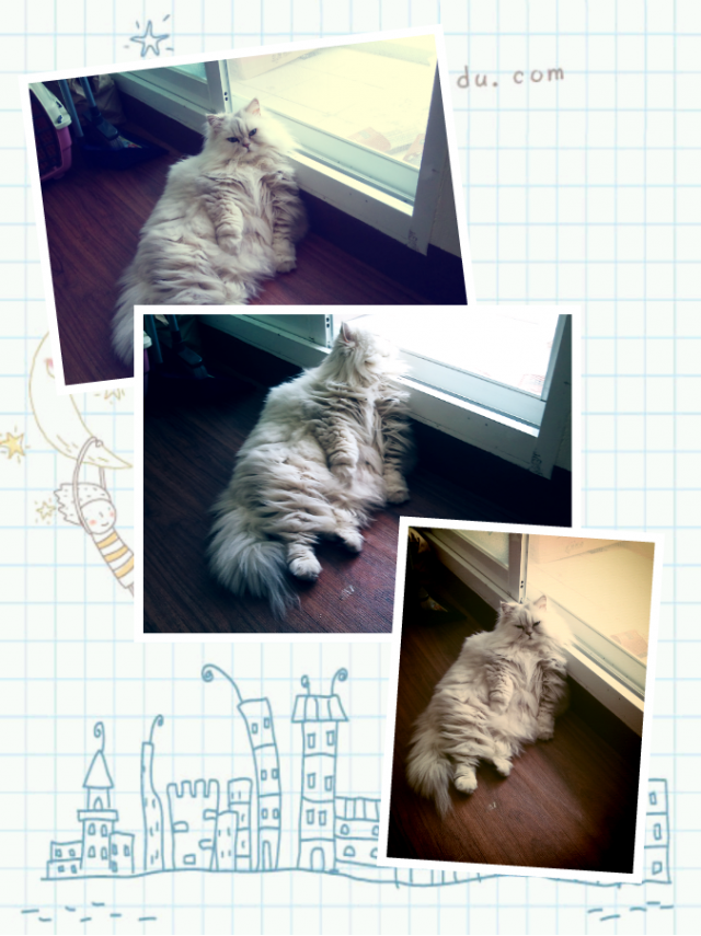 我家貓咪嚕毛初體驗---明誠動物醫院