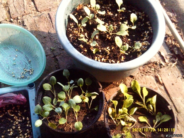 10月31日草莓開花耶~小路種的心愛菜苗~ 菜苗要趕快長大唷^__^