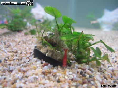 超新手踏上養魚水族不歸路,而且第一步就到後段~~~驚驚