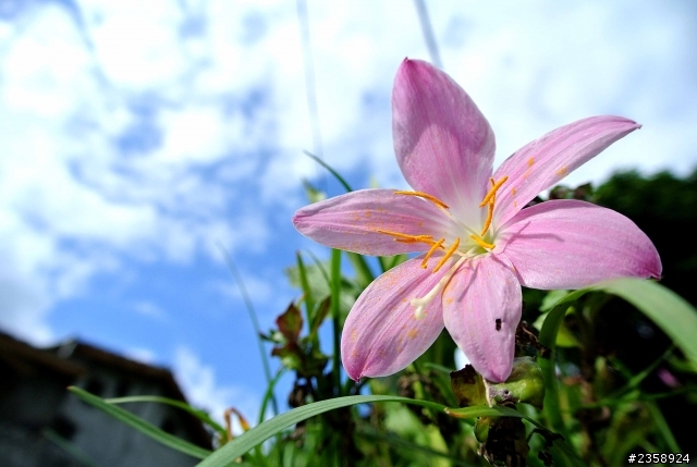 Nikon 粉紅J1 實拍~~