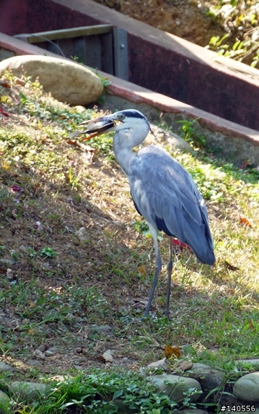 遊記「八德埤塘生態公園」...