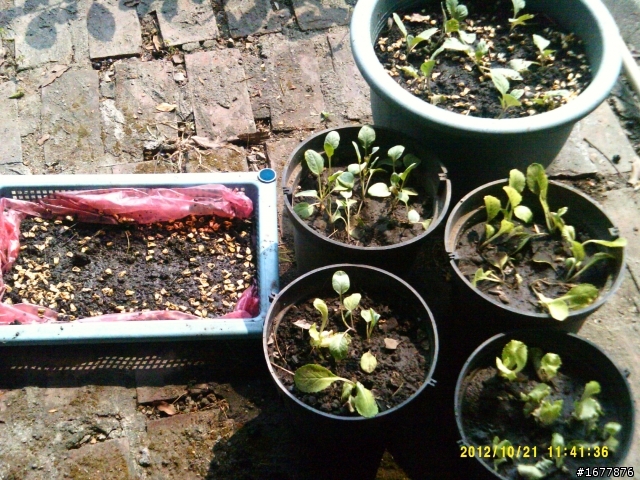10月31日草莓開花耶~小路種的心愛菜苗~ 菜苗要趕快長大唷^__^
