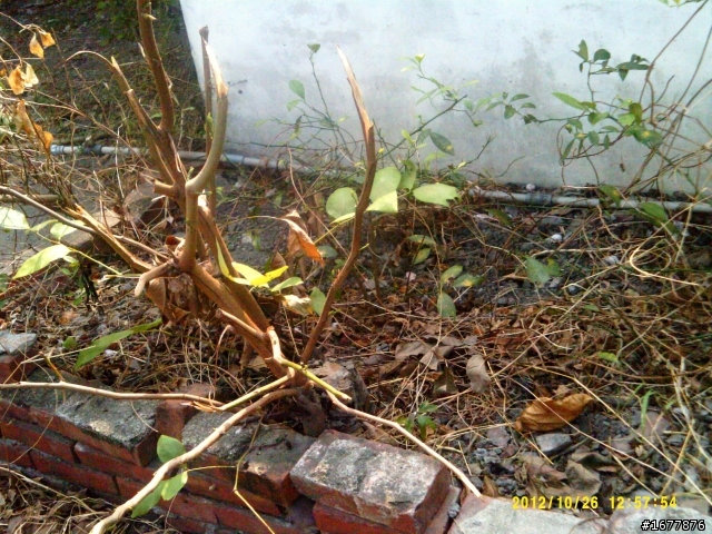 10月31日草莓開花耶~小路種的心愛菜苗~ 菜苗要趕快長大唷^__^