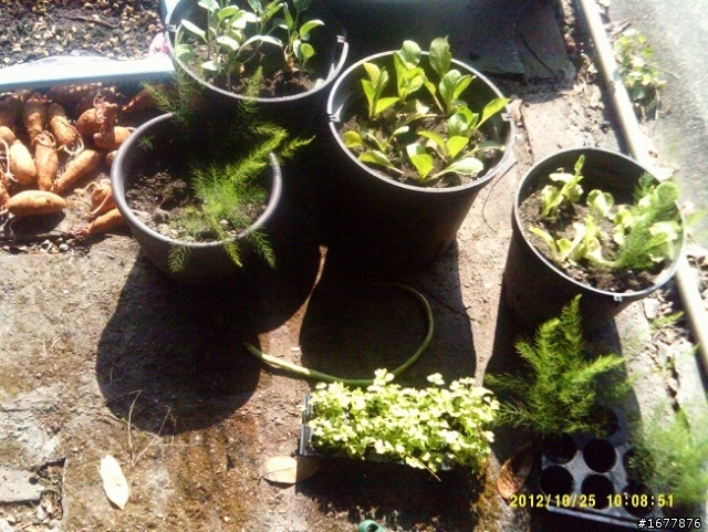 10月31日草莓開花耶~小路種的心愛菜苗~ 菜苗要趕快長大唷^__^