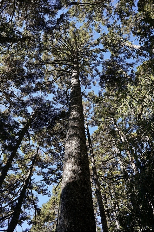 中年上班族 新手單攻玉山 補圖