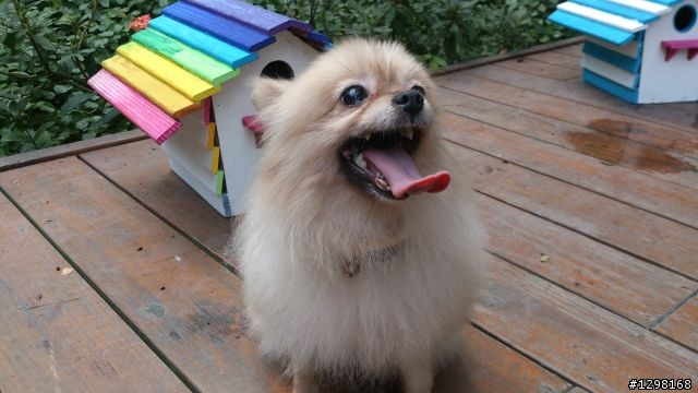 當然要Xperia !!! TX照相一起蓋大樓罷~
