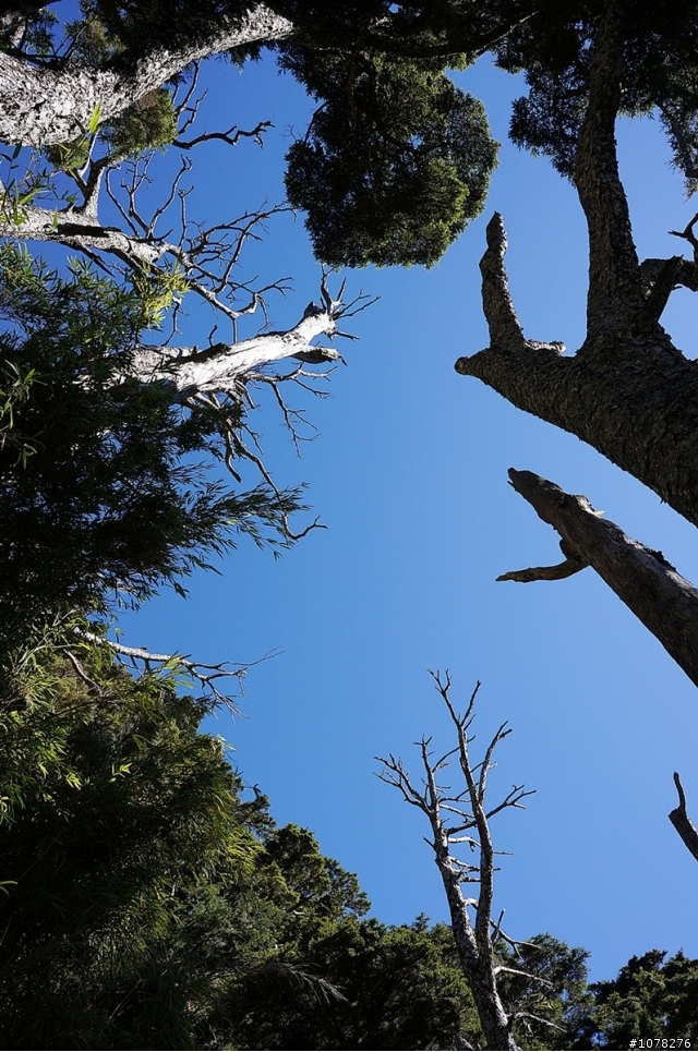 中年上班族 新手單攻玉山 補圖
