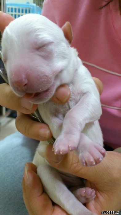 北市五幼犬送養