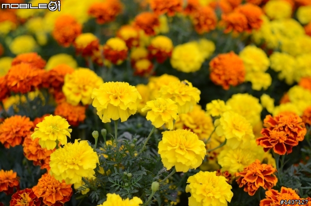新社與花毯節問題集中討論.花海延期到20號