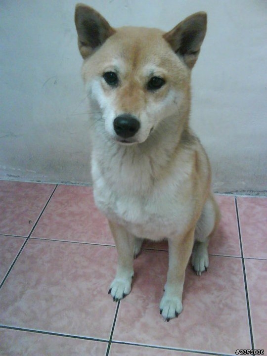 喜樂蒂幼犬 推薦犬舍