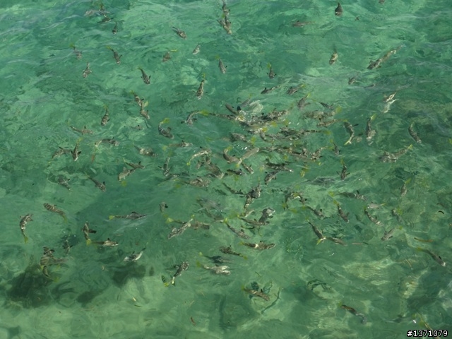 2012菲律賓, 宿霧, 馬克坦島. Phillipines, Cebu, Mactan Island.
