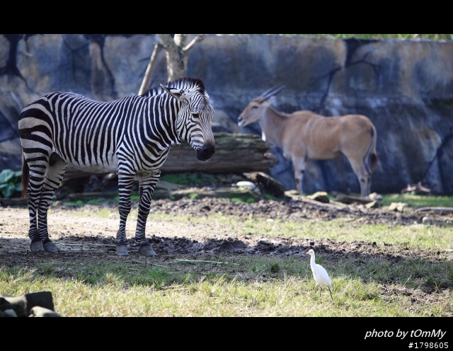 6D超簡易開箱~12/15動物園補圖!
