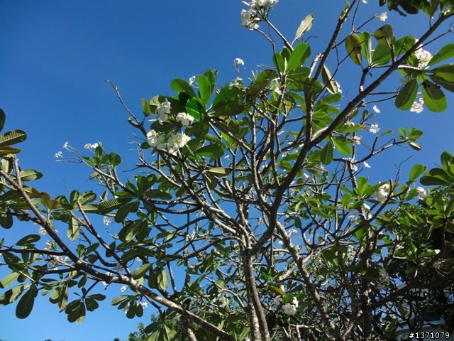 2012菲律賓, 宿霧, 馬克坦島. Phillipines, Cebu, Mactan Island.