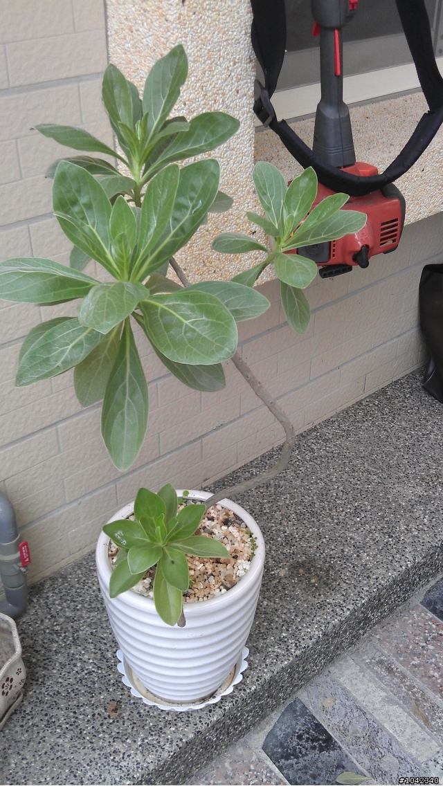 大師兄的家(八年後的樣貌)