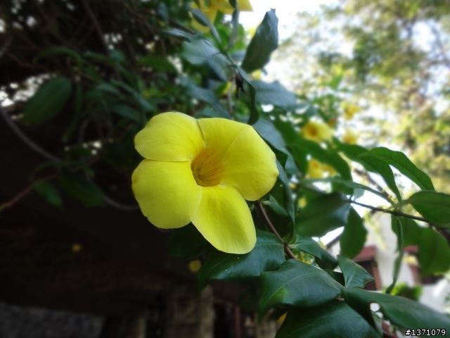 2012菲律賓, 宿霧, 馬克坦島. Phillipines, Cebu, Mactan Island.