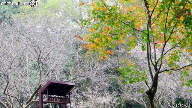 【遊記】北部賞梅景點--『角板山』賞梅趣。