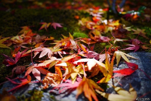 【分享】2012/11/11 京都自由行 Day2