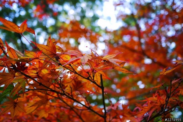 【分享】2012/11/11 京都自由行 Day2