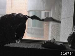 用了一年.注意要清棉屑...訂了 美泰克 MGDE201YW 瓦斯乾衣機....