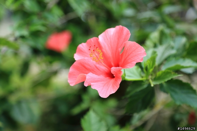 Canon EOS 5D Mark III (5D3) + EF 24-105 mm f/4L IS USM Kit 組開箱、實拍、簡單心得分享
