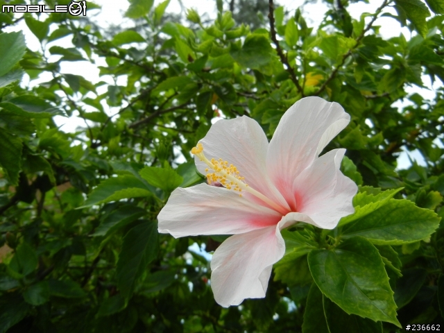 購入CANON POWERSHOT G15