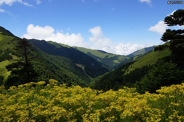 苦命前夕的摩托車之旅最終回---蔚藍天空佐抹茶山丘