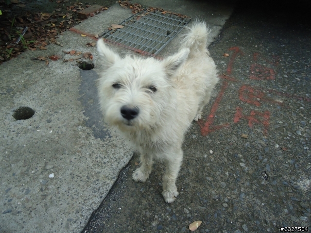 台南市新營區 (近新營體育場) 可愛小白梗開放認養