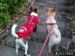 分享狗狗被認養後幸福生活之 小阿福的春天