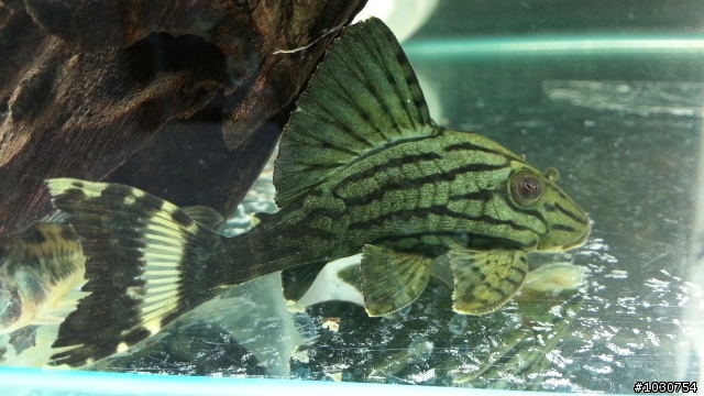 新手異型缸 多多指教