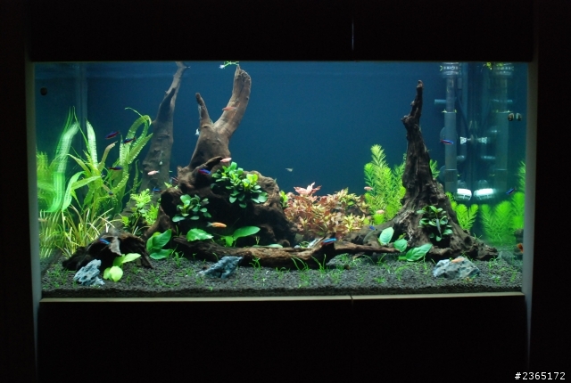 【分享】簡約人文風.我的美墅家(1/13補水族缸新圖)