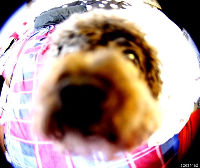 LENSBABY COMPOSER PRO & FISHEYE OPTIC 魚眼鏡頭