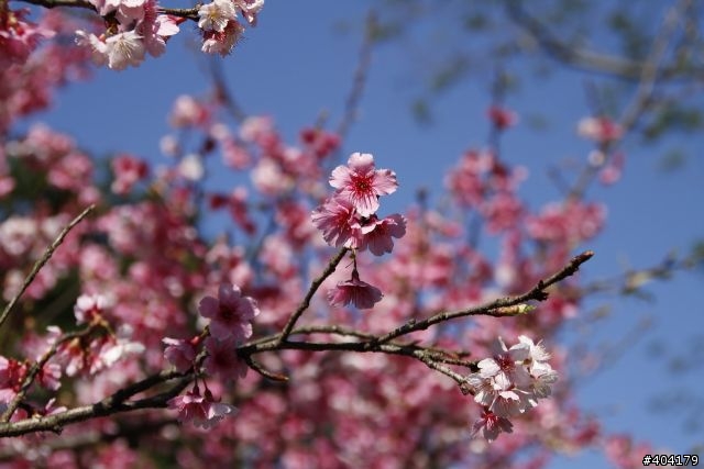 2013.2.1美好的早晨,留給美好的事物花園新城櫻花況分享(30p)
