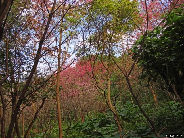 中和高中後山-嘉穗公園