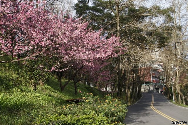 2013.2.1美好的早晨,留給美好的事物花園新城櫻花況分享(30p)