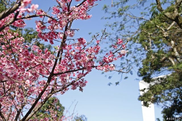 2013.2.1美好的早晨,留給美好的事物花園新城櫻花況分享(30p)