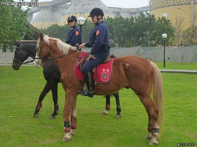 林間道影尋夢裡 桃紅帶香千百迴