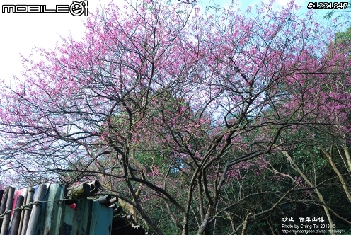 【賞櫻】百年山櫻王,現身新北汐止?