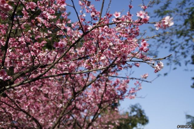 2013.2.1美好的早晨,留給美好的事物花園新城櫻花況分享(30p)