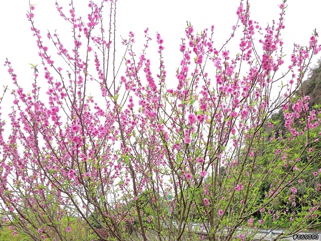 企劃最終彈!BIG TIIDA TURBO 60小時,大馬力創意試駕,花東行