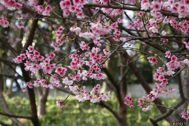 2013.2.1美好的早晨,留給美好的事物花園新城櫻花況分享(30p)