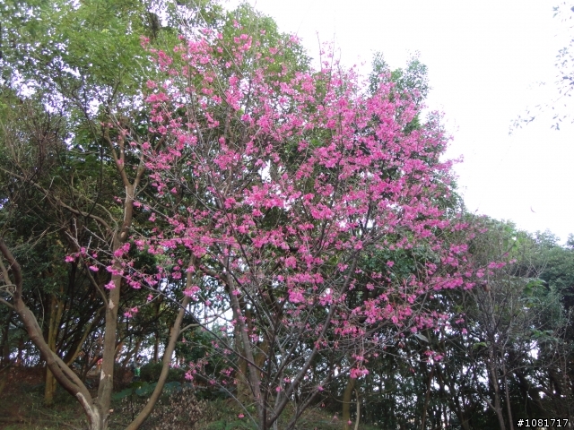 中和高中後山-嘉穗公園
