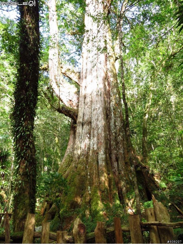 2013.2.23筆挺團 司馬庫斯神木群!