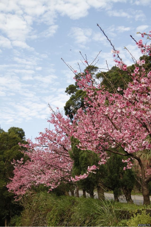 2013.2.1美好的早晨,留給美好的事物花園新城櫻花況分享(30p)
