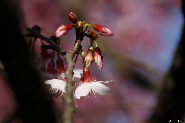 2013.2.1美好的早晨,留給美好的事物花園新城櫻花況分享(30p)