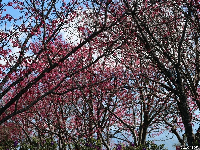 2013-02-01 縣道130走走~(苑裡-大湖)